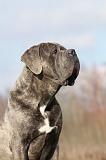 CANE CORSO 685
